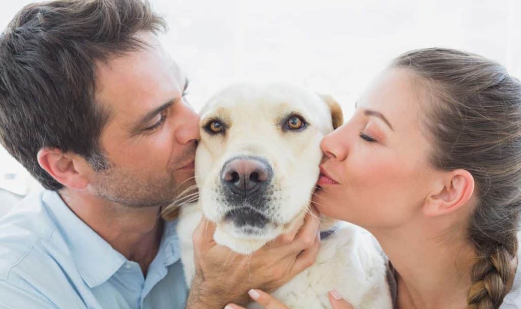who gets the dog in divorce?